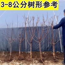 樱桃树苗，大树3到8公分左右的，带土树发货