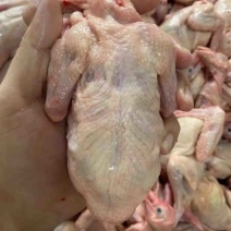 新鲜乳鸽