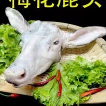 公鹿头，质量从优，欢迎来电咨询，可全国发货