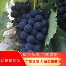 辽峰葡萄苗，抗病高产，好管理，耐寒成活率高，口感甜