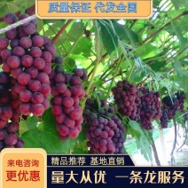 乒乓球大小藤稔葡萄苗没有中间商地头价