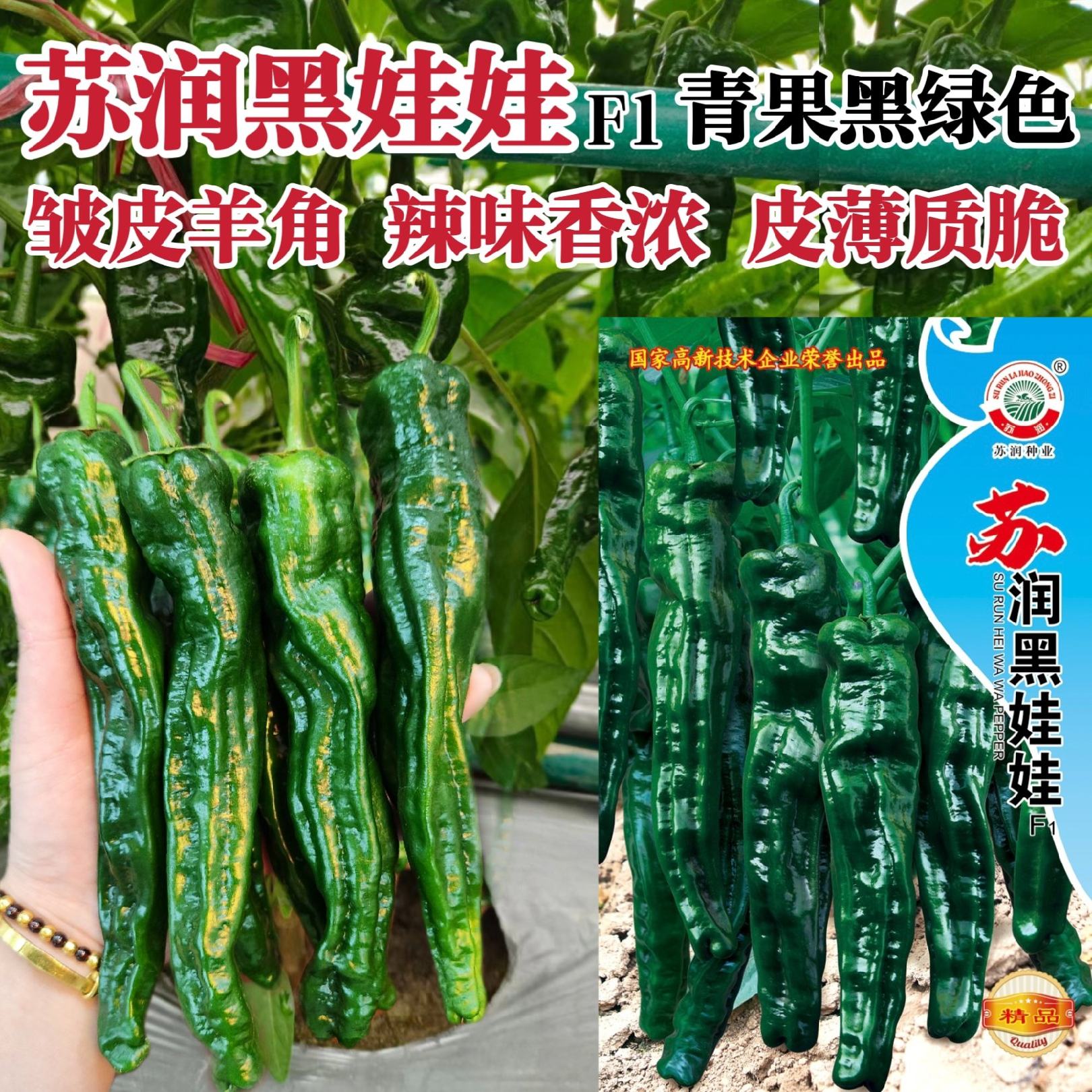 [皱皮椒种子批发]江苏宿迁沭阳县辣椒种子 60.00元/袋黑绿色 _ 一亩田