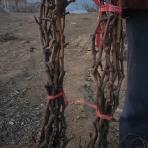 脆光葡萄苗葡萄不裂果基地直发