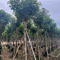 紫花风铃木嫁接苗，紫花琇球风铃木市政骨架苗原生冠