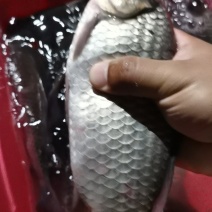 鲫鱼