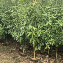 金丝楠木高度1.2～1.5～2米