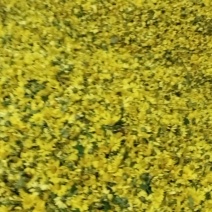 黄菊花