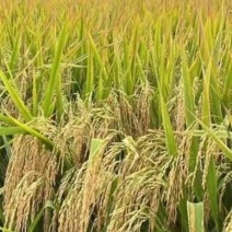 优质甬优4949，干水稻，种植大户，80万斤
