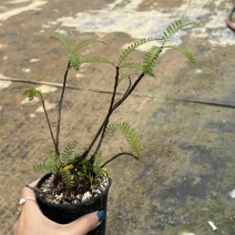 绿植叶下珠