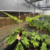绿植红磷厥