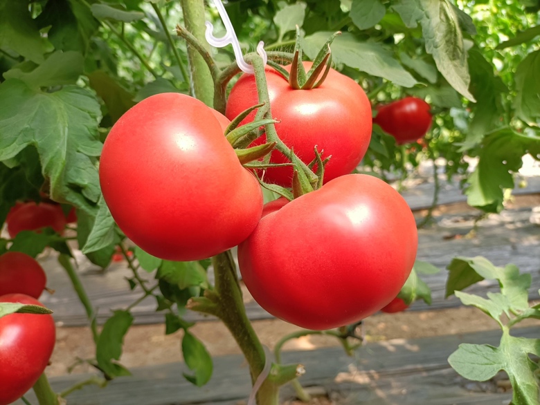 拇指圣女果特写