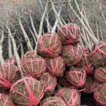 珙桐树米径5公分珙桐小苗灯笼树行道树荒山造林