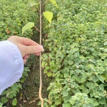 乌桕小苗乌桕洛根苗乌桕杯苗乌桕0.8乌桕1公分乌桕0.5