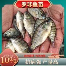优质海南一号罗非鱼苗快大种罗非鱼苗青宝路罗非鱼苗大量供应