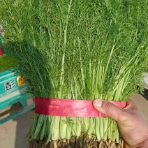 精品茴香，产地一手货源，适合各大电商批发商，欢迎咨询