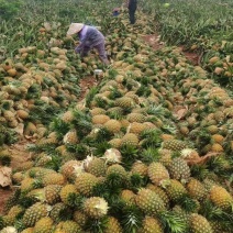 【推荐】海南金钻凤梨大量供应基地直发保证品质