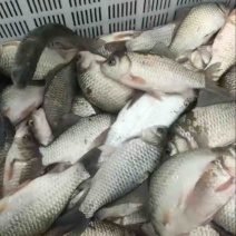 土鲫鱼找懂行人，味道甜的，嘎嘎香