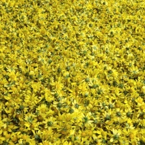 野菊花
