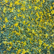 野菊花