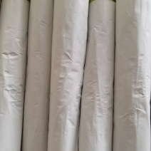 精品韭黄