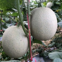海南哈密瓜，脆甜网纹瓜大量上市，欢迎各位老板电话联系