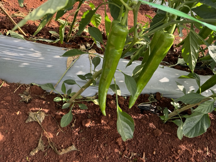 牛角椒果实特写对比图