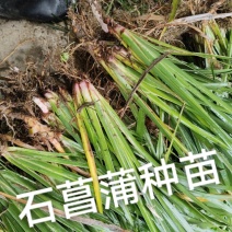 石菖蒲种苗
