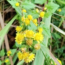 野生菊花