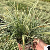 贵州银边草批发贵州苗木基地供应各类规格银边草基地直销