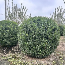 贵州万年青球批发贵州苗木基地供应各类规格万年青球基地