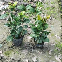 成都茶花批发成都苗木基地供应各类规格茶花基地直销