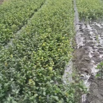 成都茶梅批发成都苗木基地供应各类规格茶梅基地直销