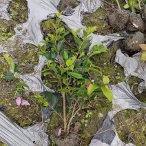 重庆茶梅批发重庆苗木基地供应各类规格茶梅基地直销