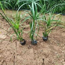 成都旱伞草批发成都苗木基地供应各类规格旱伞草基地直销