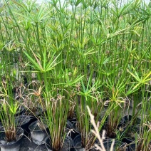重庆旱伞草批发重庆苗木基地供应各类规格旱伞草基地直销