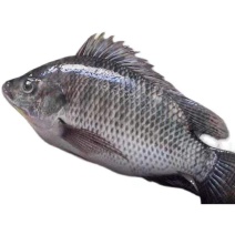 鲜活现杀罗非鱼淡水鱼非洲鲫鱼福寿去鳞烧烤酸菜鱼新鲜鱼