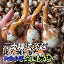 云南产地直销大中小号茨菇，新鲜慈菇，一手货源，全年不断货