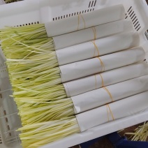 干韭黄大量供应，有需要的联系，可对接各大批发市场，电商商超等