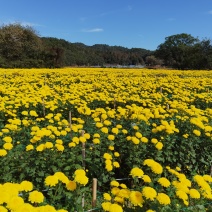 鲜菊花