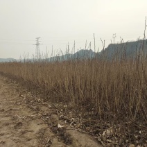 甜口黄山楂苗，新品种现挖现卖当年结果