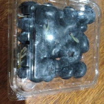 蓝莓大果中果小果都有