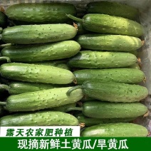 【旱黄瓜】湖北黄瓜/大棚种植/口感脆甜/全国供应批发