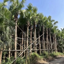 2411产地直销高杆蒲葵树8-10米高假植大蒲葵