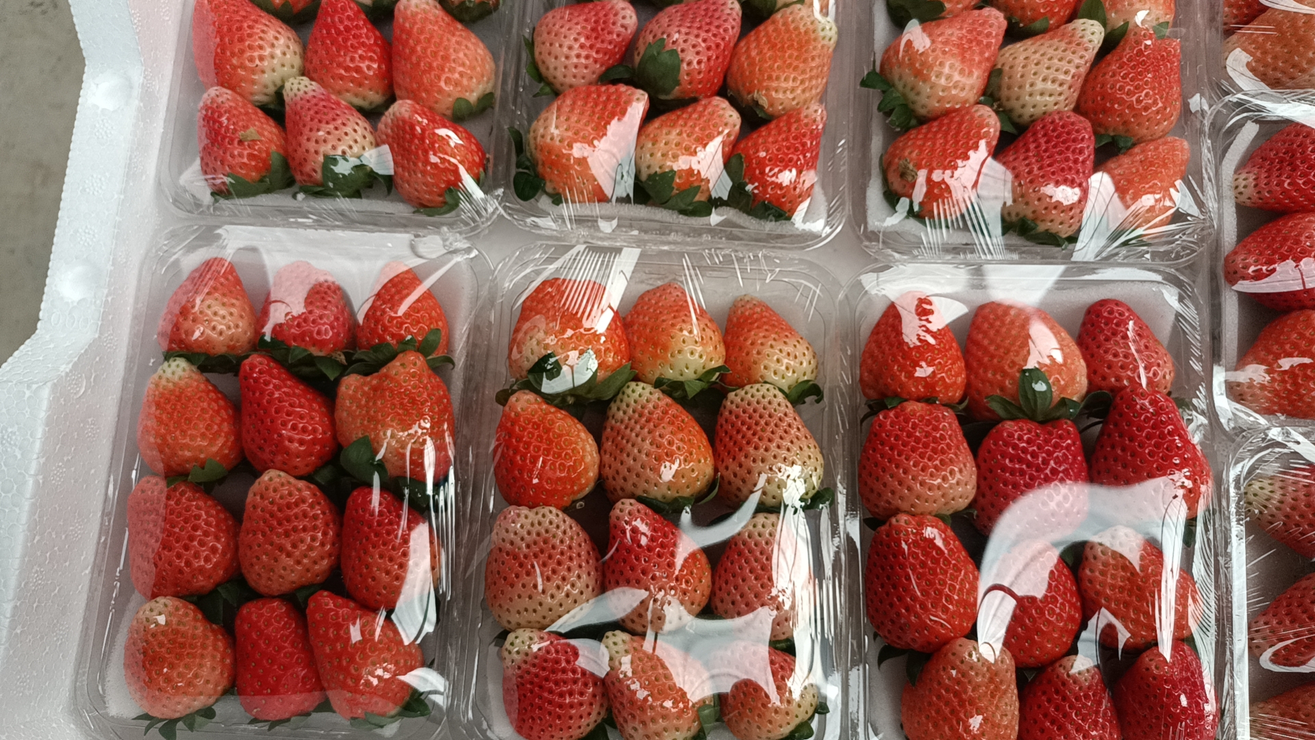 草莓奶酪成品展示