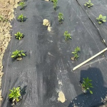 防草布