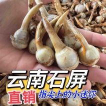 原产地直销云南大中小茨菇新鲜慈菇大量进出货全球发货】