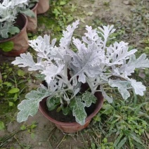 成都银叶菊批发成都苗木基地供应各类规格银叶菊基地直销
