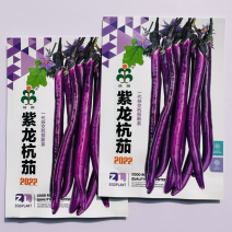 紫龙杭茄种子早熟紫红细长条皮薄软糯细腻微甜