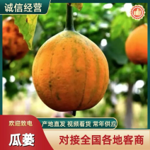 瓜蒌【精品瓜蒌】安徽种植基地本人种植户百亩基地