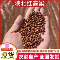 酿酒用红高粱出油率高基地批发直供常年有货价格便宜